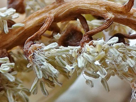 Fremont's Cottonwood (Populus fremontii)