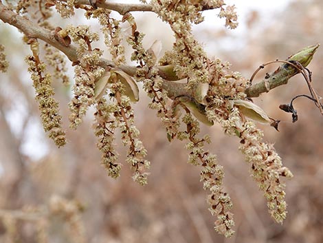 Fremont's Cottonwood (Populus fremontii)