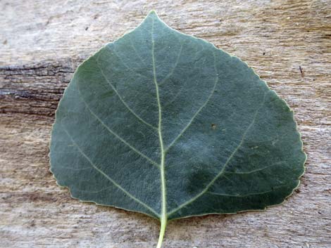 Fremont's Cottonwood (Populus fremontii)