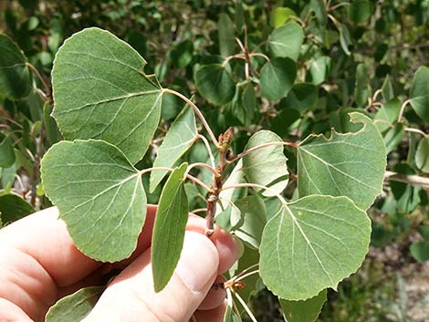 Quaking Aspen (Populus tremuloides)