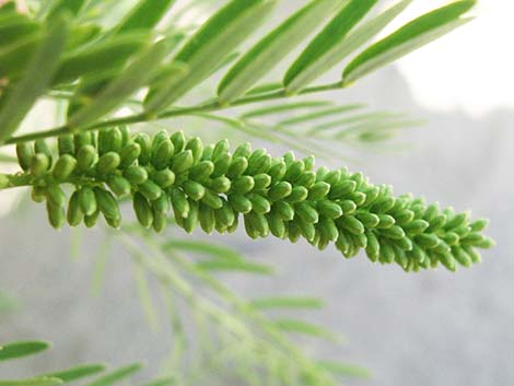 Honey Mesquite (Neltuma glandulosa)