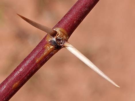 Honey Mesquite (Neltuma glandulosa)