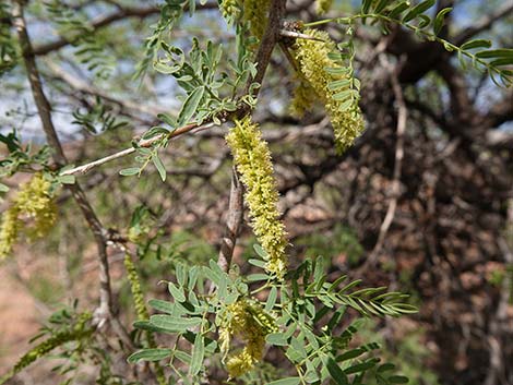 Honey Mesquite (Neltuma glandulosa)