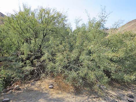 Honey Mesquite (Neltuma glandulosa)