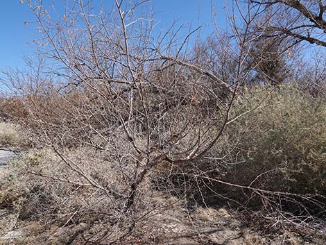 Screwbean Mesquite (Prosopis pubescens)