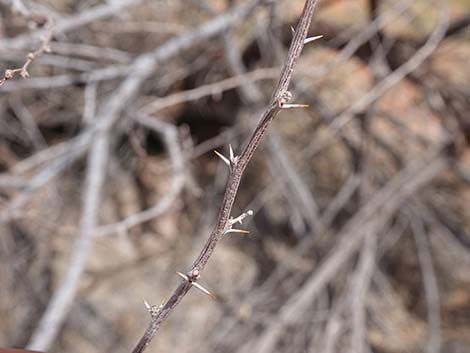 Screwbean Mesquite (Prosopis pubescens)