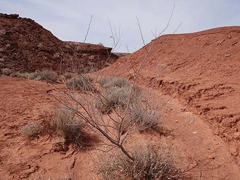 Screwbean Mesquite (Prosopis pubescens)