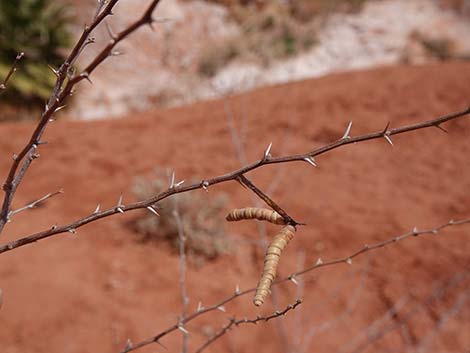 Screwbean Mesquite (Prosopis pubescens)