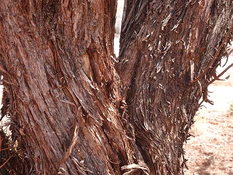 Screwbean Mesquite (Prosopis pubescens)