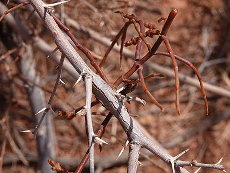 Screwbean Mesquite (Prosopis pubescens)