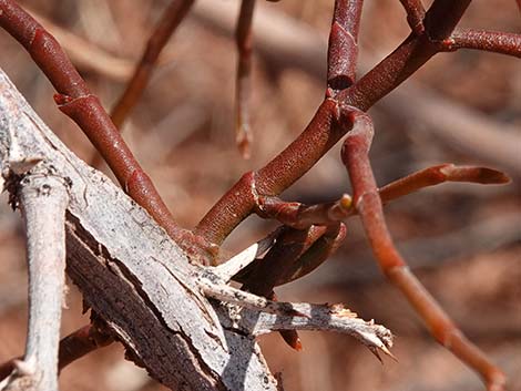 Screwbean Mesquite (Prosopis pubescens)