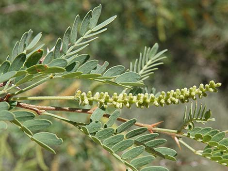 Screwbean Mesquite (Prosopis pubescens)