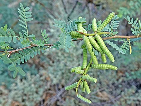 Screwbean Mesquite (Prosopis pubescens)