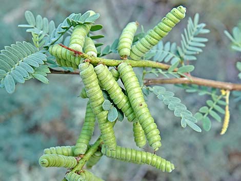 Screwbean Mesquite (Prosopis pubescens)