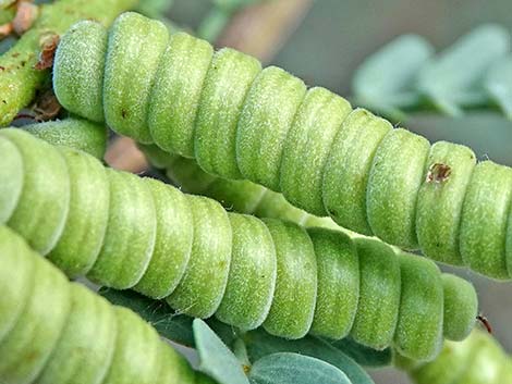 Screwbean Mesquite (Prosopis pubescens)