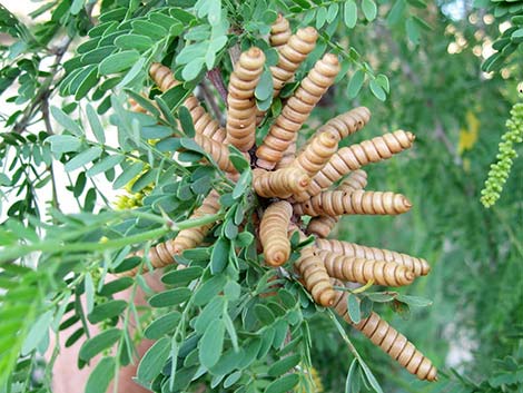 Screwbean Mesquite (Prosopis pubescens)