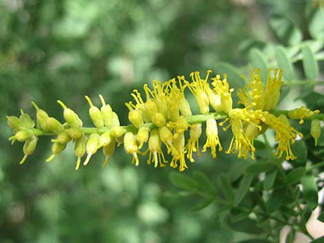 Screwbean Mesquite (Prosopis pubescens)