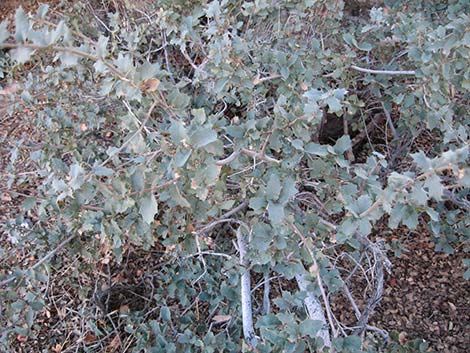 Canyon Live Oak (Quercus chrysolepis)