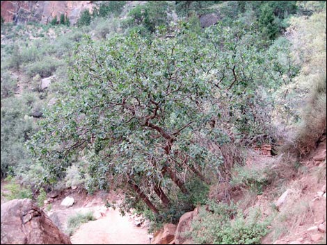 Gambel Oak (Quercus gambelii)