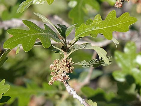 Gambel Oak (Quercus gambelii)