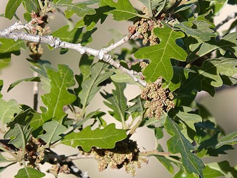 Gambel Oak (Quercus gambelii)