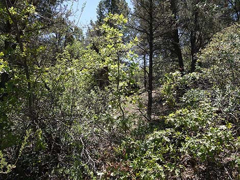 Gambel Oak (Quercus gambelii)