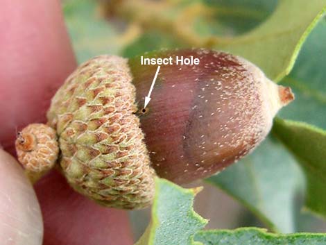 Shrub Live Oak (Quercus turbinella)