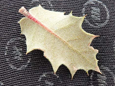 Shrub Live Oak (Quercus turbinella)