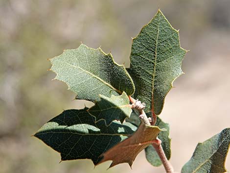 Shrub Live Oak (Quercus turbinella)