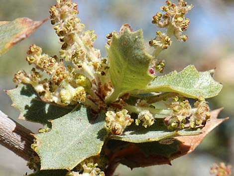 Shrub Live Oak (Quercus turbinella)