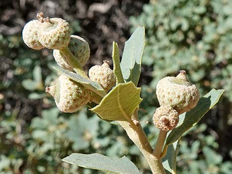 Shrub Live Oak (Quercus turbinella)