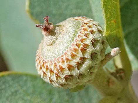 Shrub Live Oak (Quercus turbinella)