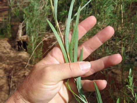 Narrowleaf Willow (Salix exigua)