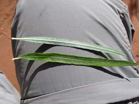 Narrowleaf Willow (Salix exigua)