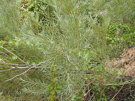 Narrowleaf Willow (Salix exigua)