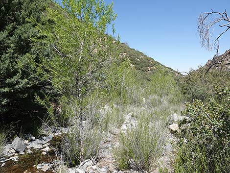 Narrowleaf Willow (Salix exigua)