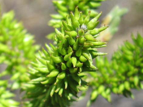 Goodding's Willow (Salix gooddingii)