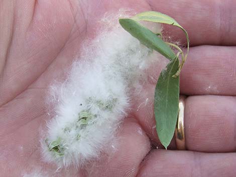 Goodding's Willow (Salix gooddingii)