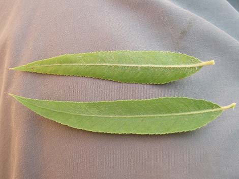 Goodding's Willow (Salix gooddingii)