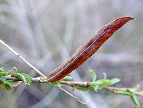 Goodding's Willow (Salix gooddingii)