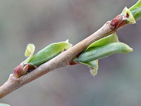 Goodding's Willow (Salix gooddingii)