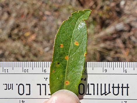 Arroyo Willow (Salix lasiolepis)