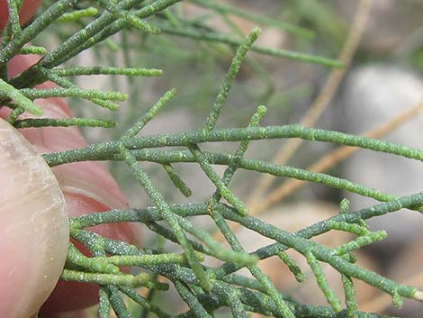 Athel Tamarisk (Tamarix aphylla)