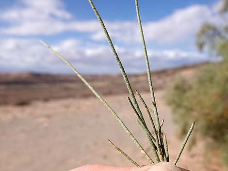 Athel Tamarisk (Tamarix aphylla)