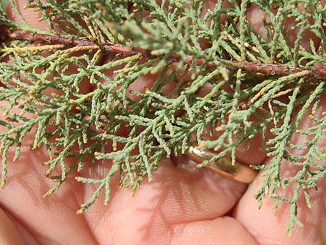 Saltcedar (Tamarix ramosissima)