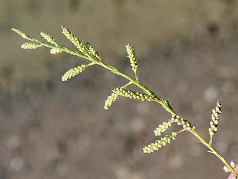 Saltcedar (Tamarix ramosissima)