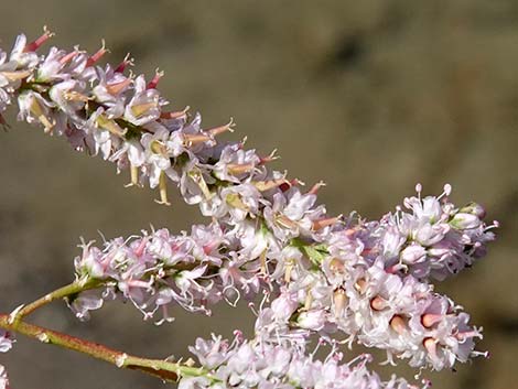 Saltcedar (Tamarix ramosissima)