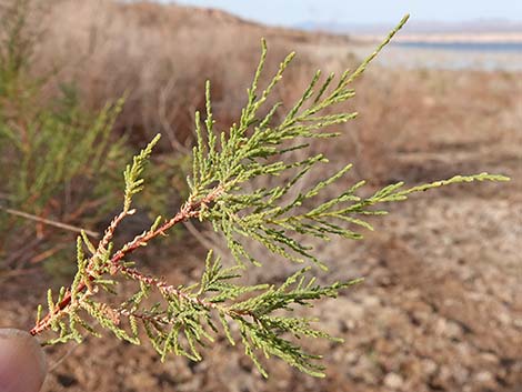 Saltcedar (Tamarix ramosissima)