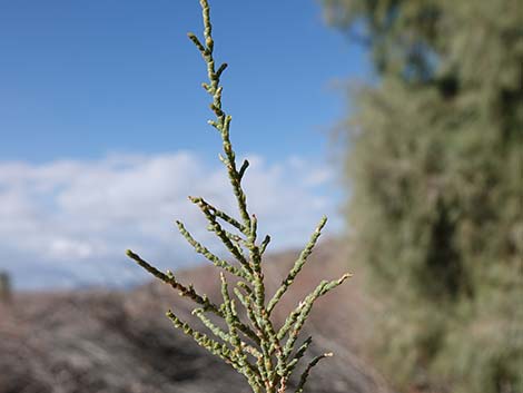 Saltcedar (Tamarix ramosissima)