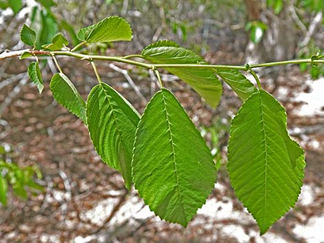 Siberian Elm (Ulmus pumila)